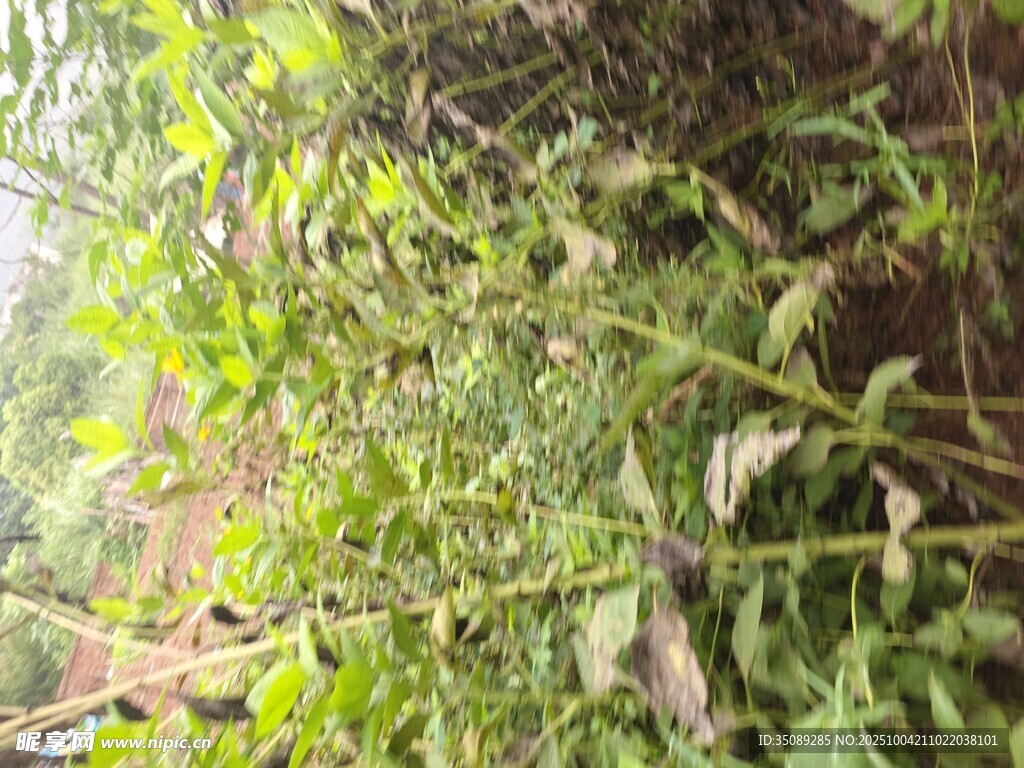 茂密绿植缠绕景象