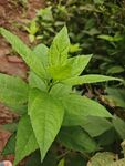 绿叶植物特写