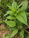 绿叶繁茂的野生植物