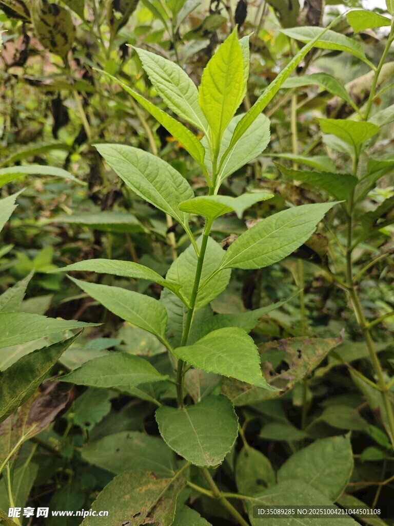 绿叶繁茂的植物景观