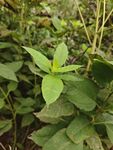 嫩绿叶片的清新植物
