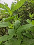 绿叶植物特写