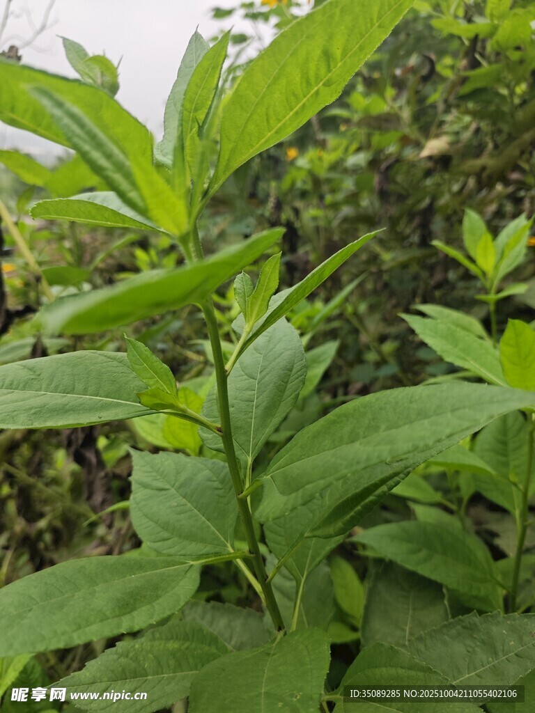 绿叶植物特写