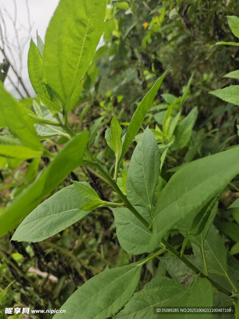 嫩绿枝叶特写