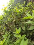 翠绿繁茂的植物景观