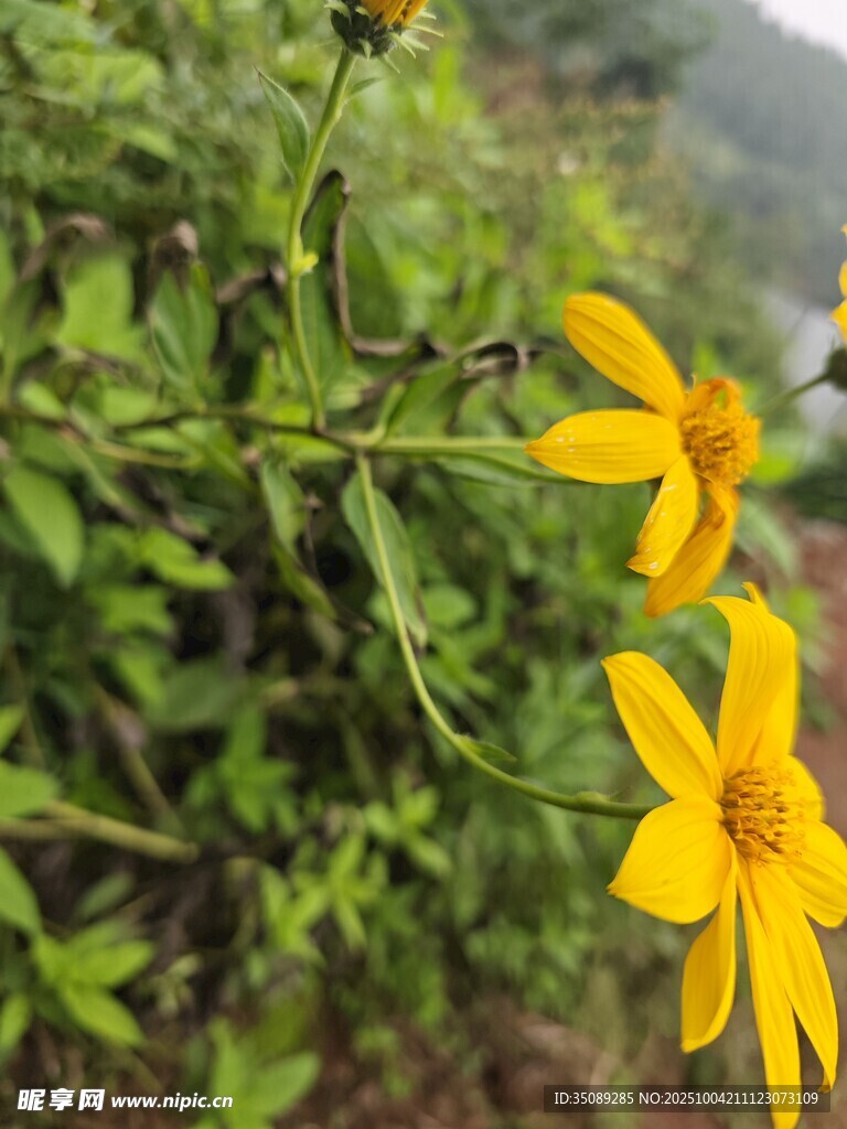 野外绽放的黄色小花