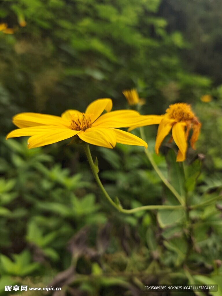 两朵黄色小花绽于绿叶间