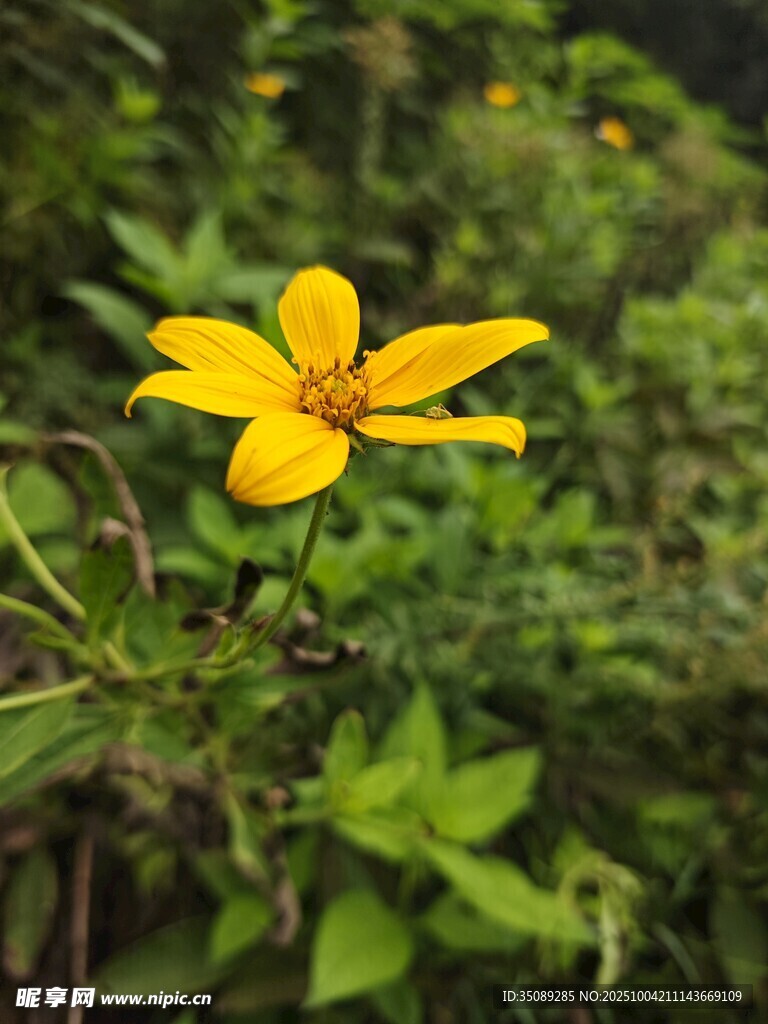 黄色小花绽放于绿叶间