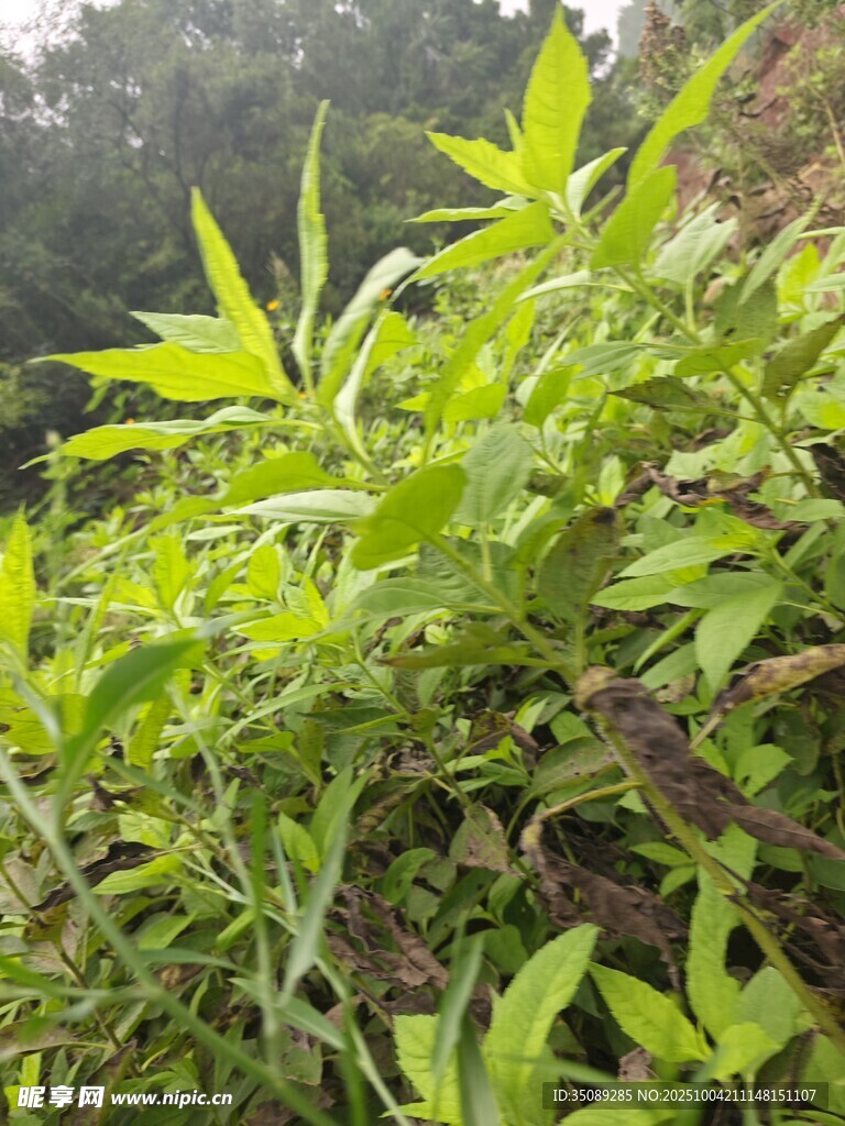 翠绿繁茂的野外植物