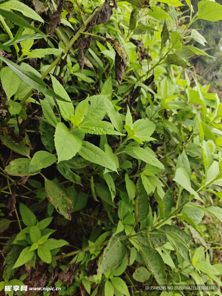 繁茂绿植景观