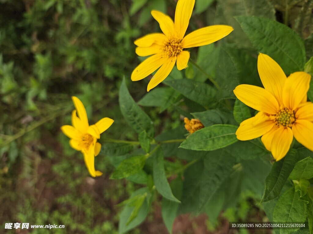 三朵明艳黄色小花绽放