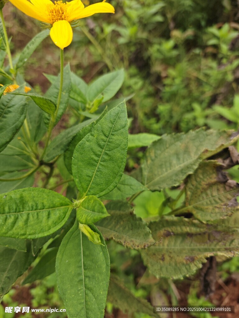 绿叶间的黄色小花