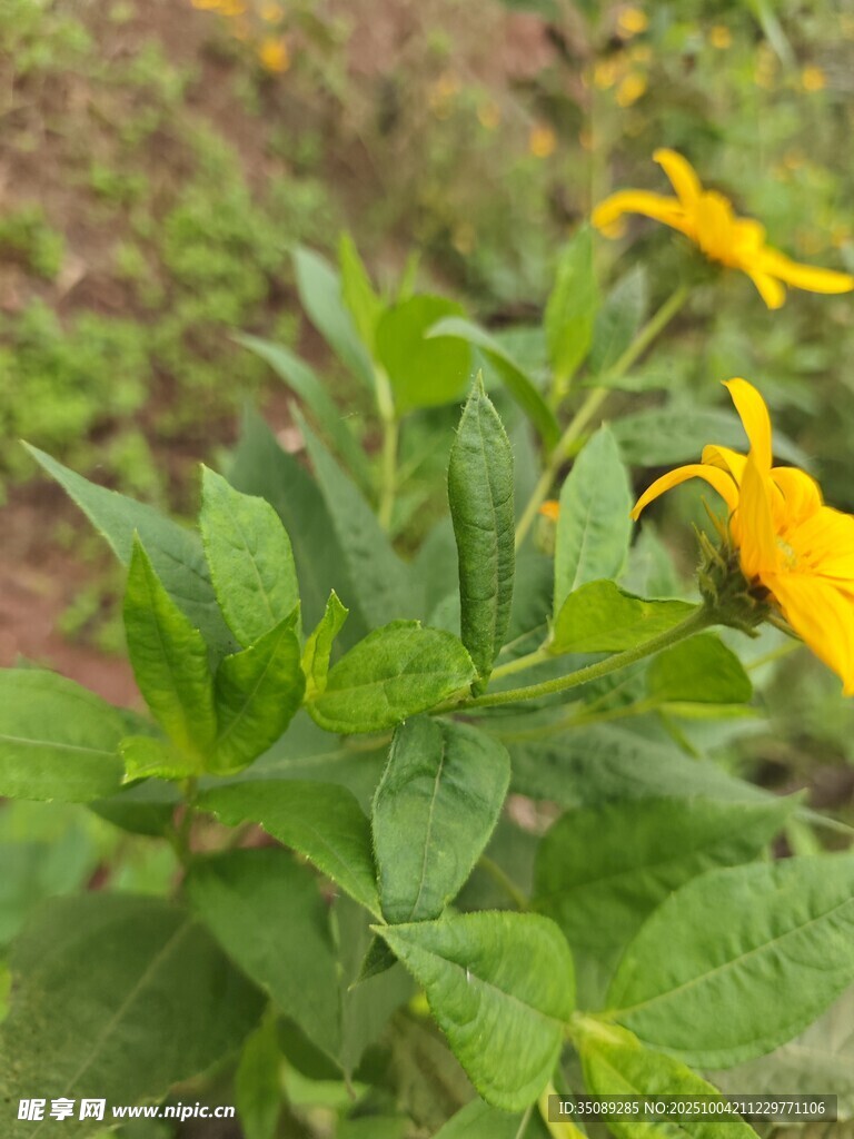 绿叶间绽放的黄色小花