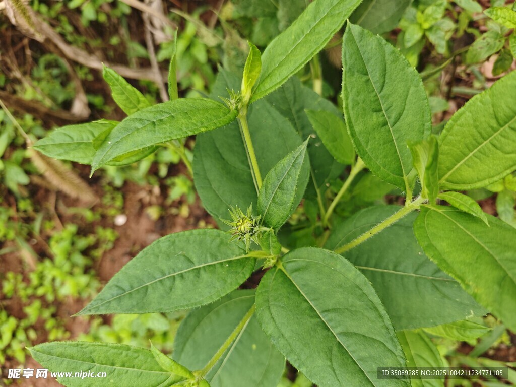 野外绿色植物特写
