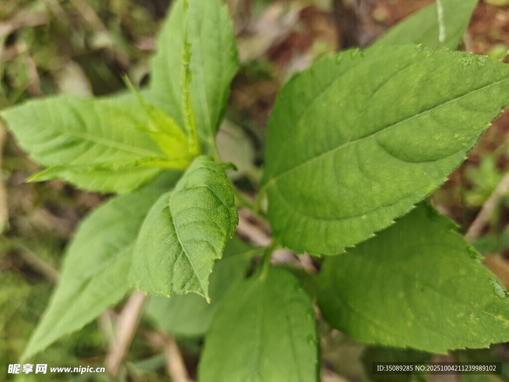 嫩绿清新的植物叶片