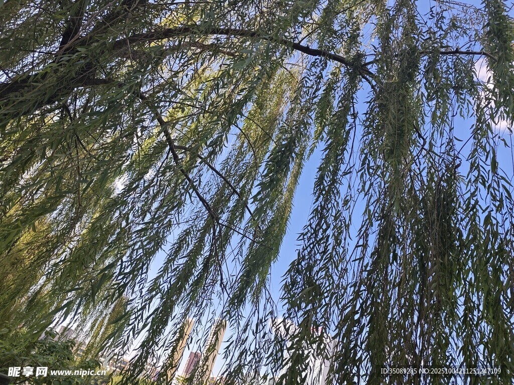 仰视垂柳蓝天映衬绿意