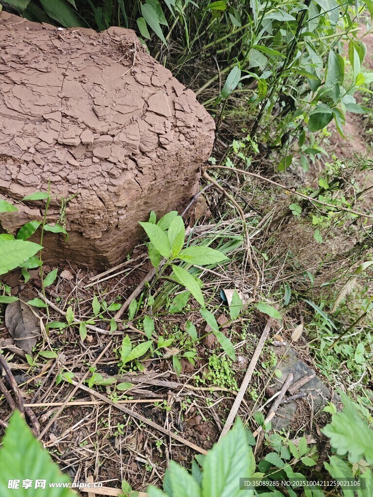 泥土旁的繁茂绿色植物