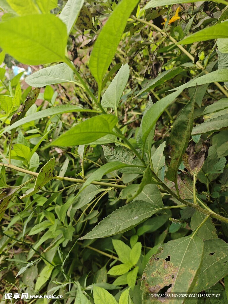 繁茂绿植特写