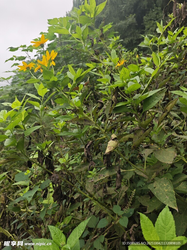 繁茂绿植绽放黄色小花