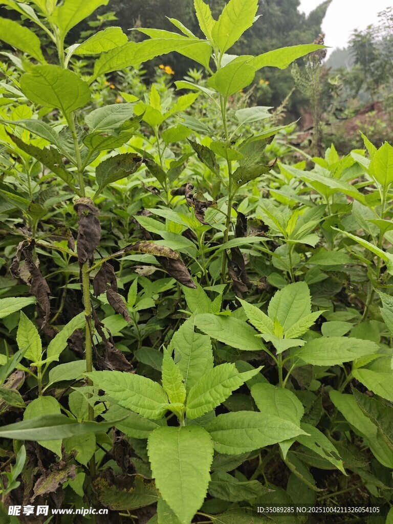 绿意盎然的茂盛植物