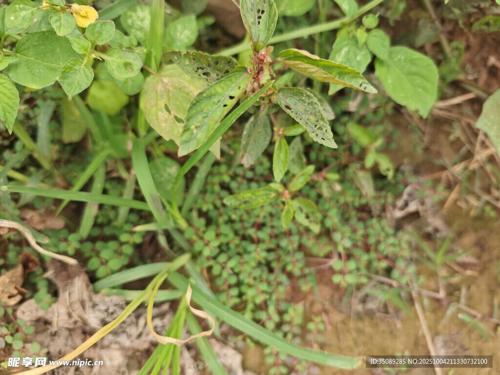 地面上的繁茂绿色植物