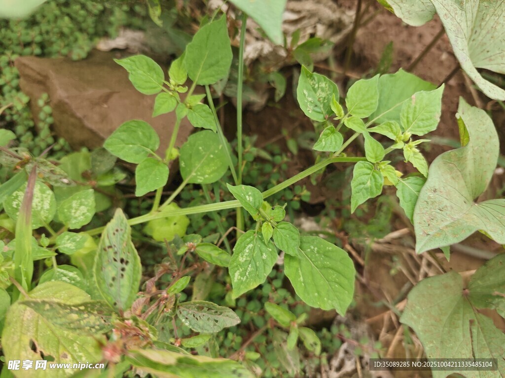 嫩绿植物丛中的生机景象