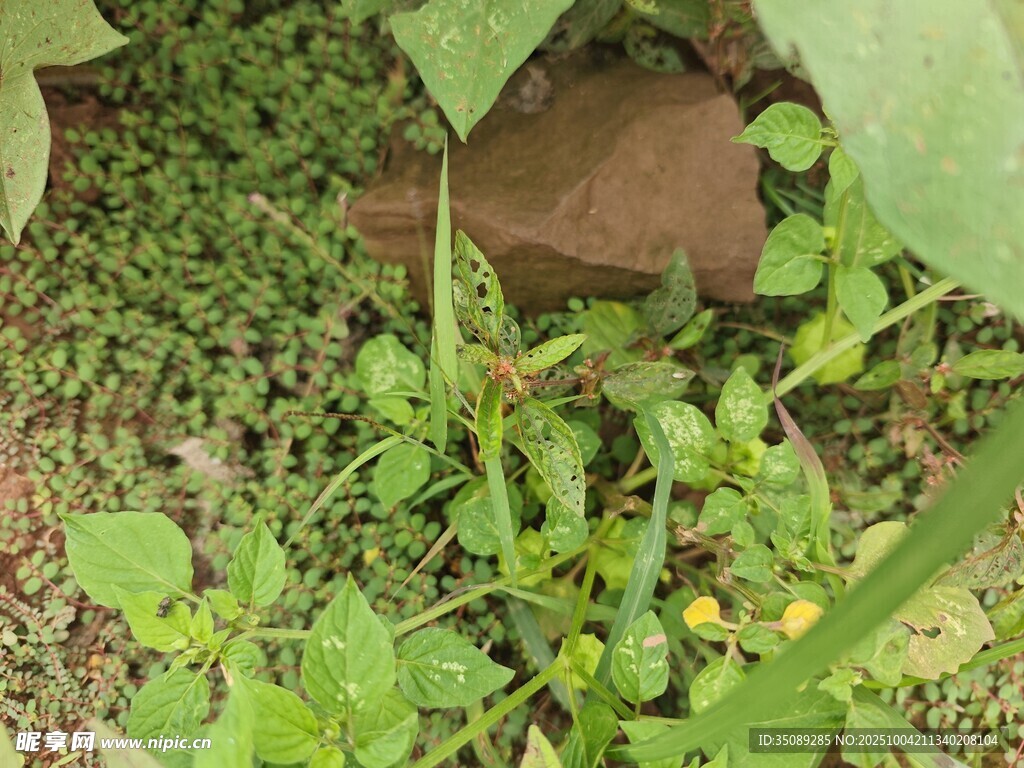 草丛中的绿色植物与小花