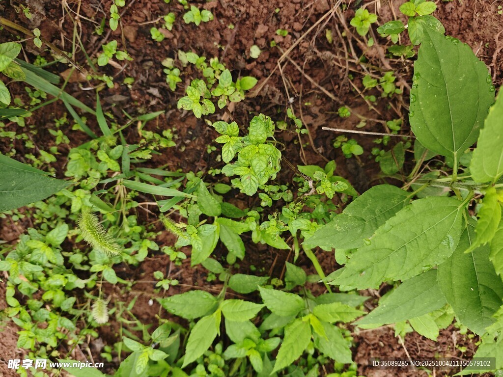 地面上的繁茂绿色植物