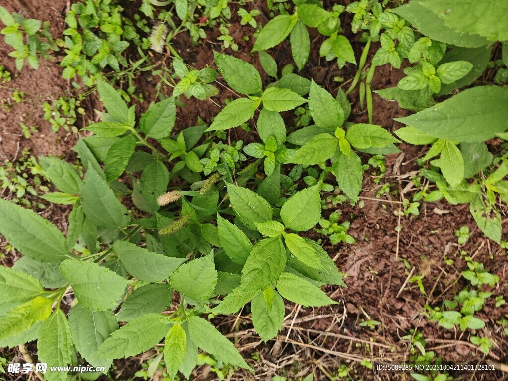 地面生长的茂盛绿色植物