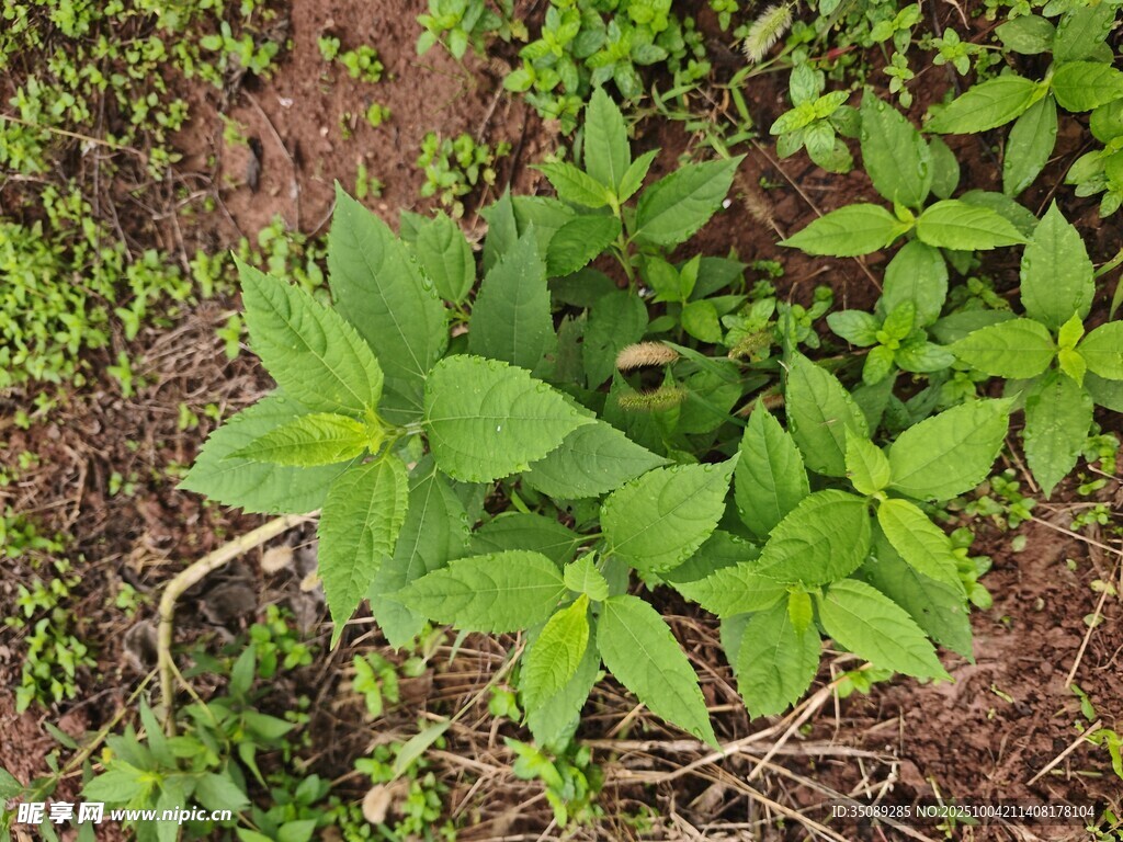 嫩绿植物生机盎然