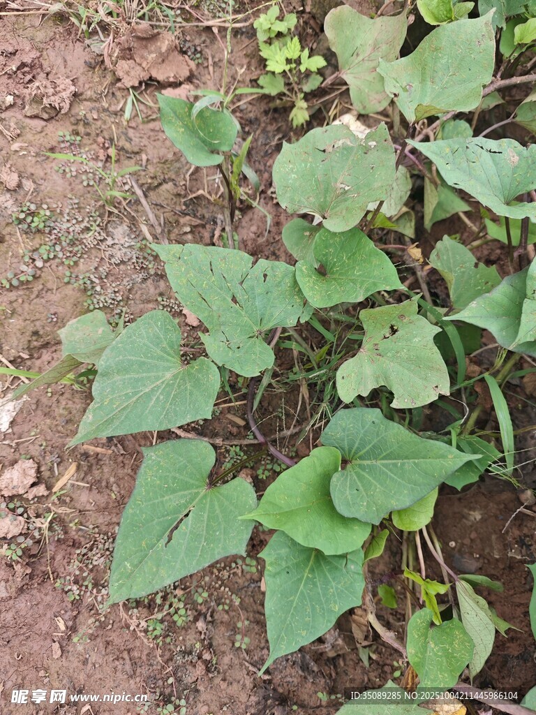 地面上的翠绿植物叶片