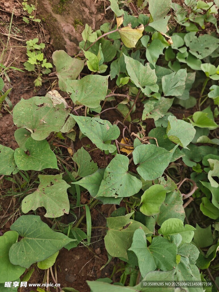 绿叶植物特写
