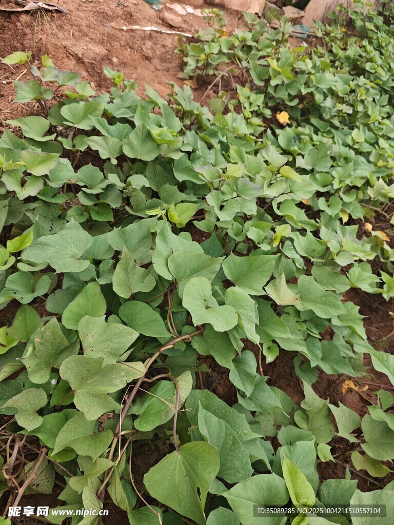 绿叶繁茂的地面植物