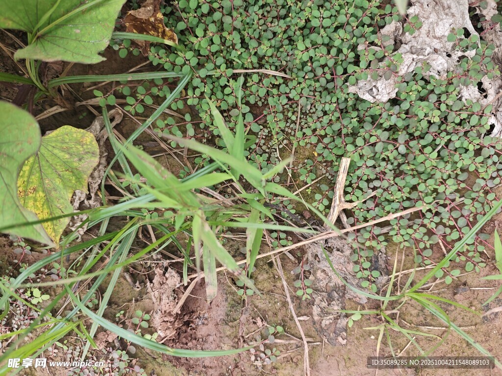草丛中的绿色植物