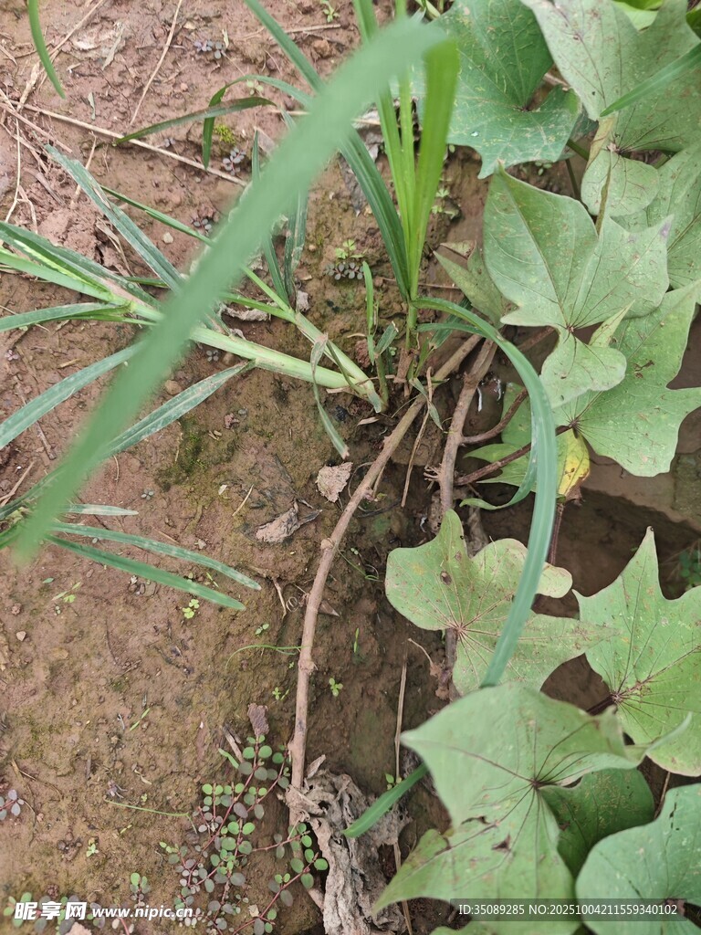 田间生长的绿色植物