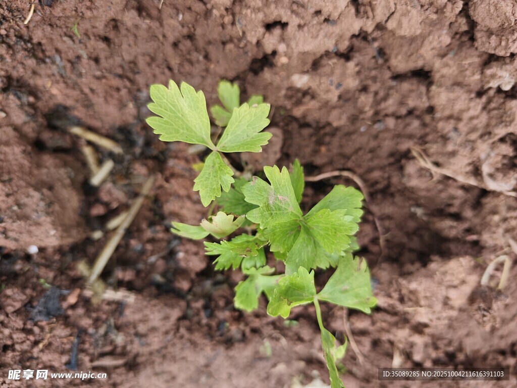 破土而出的嫩绿植物
