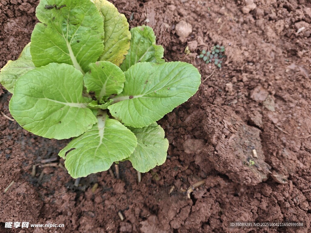 嫩绿青菜苗生长于泥土中
