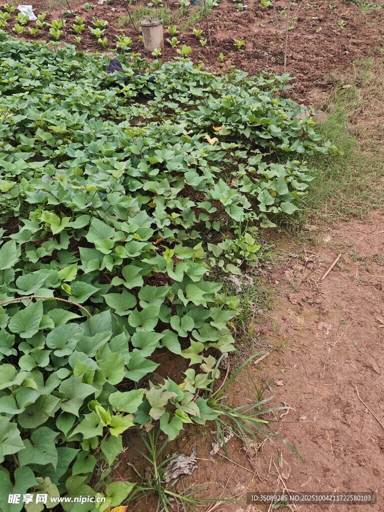 地面生长的茂盛绿色植物