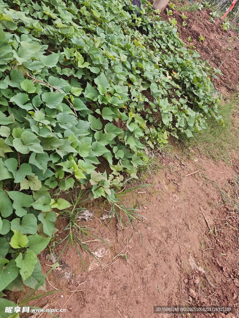 田间红薯藤与泥土景象