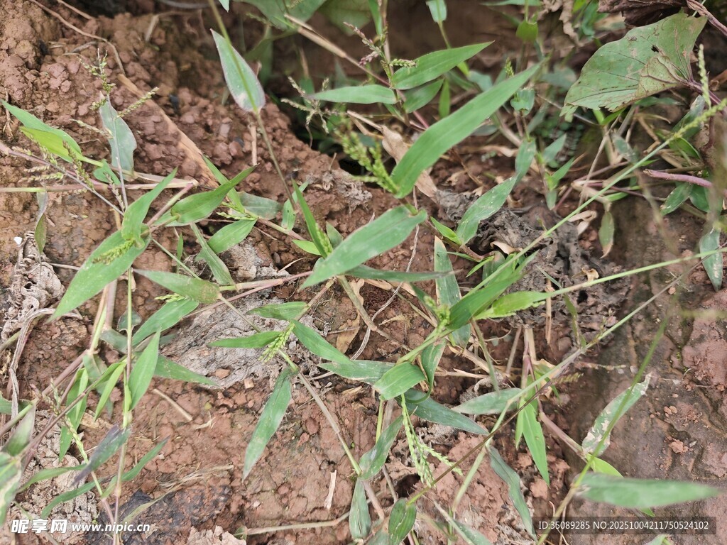 地面生长的嫩绿杂草