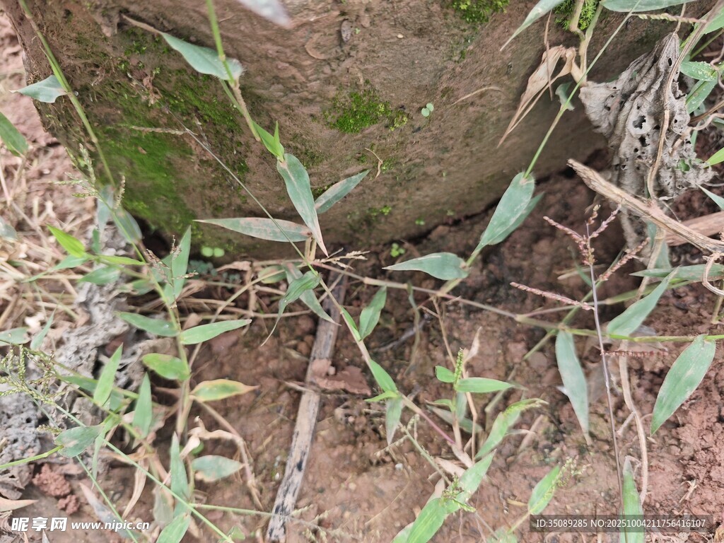 树干旁的绿植与根系