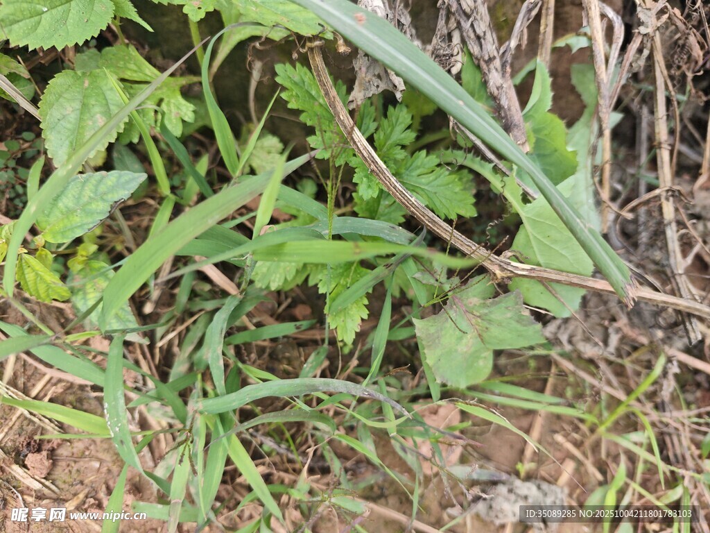草丛中的多样绿色植物