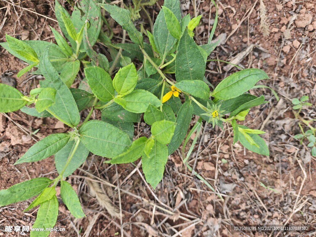 地面生长的绿色植物