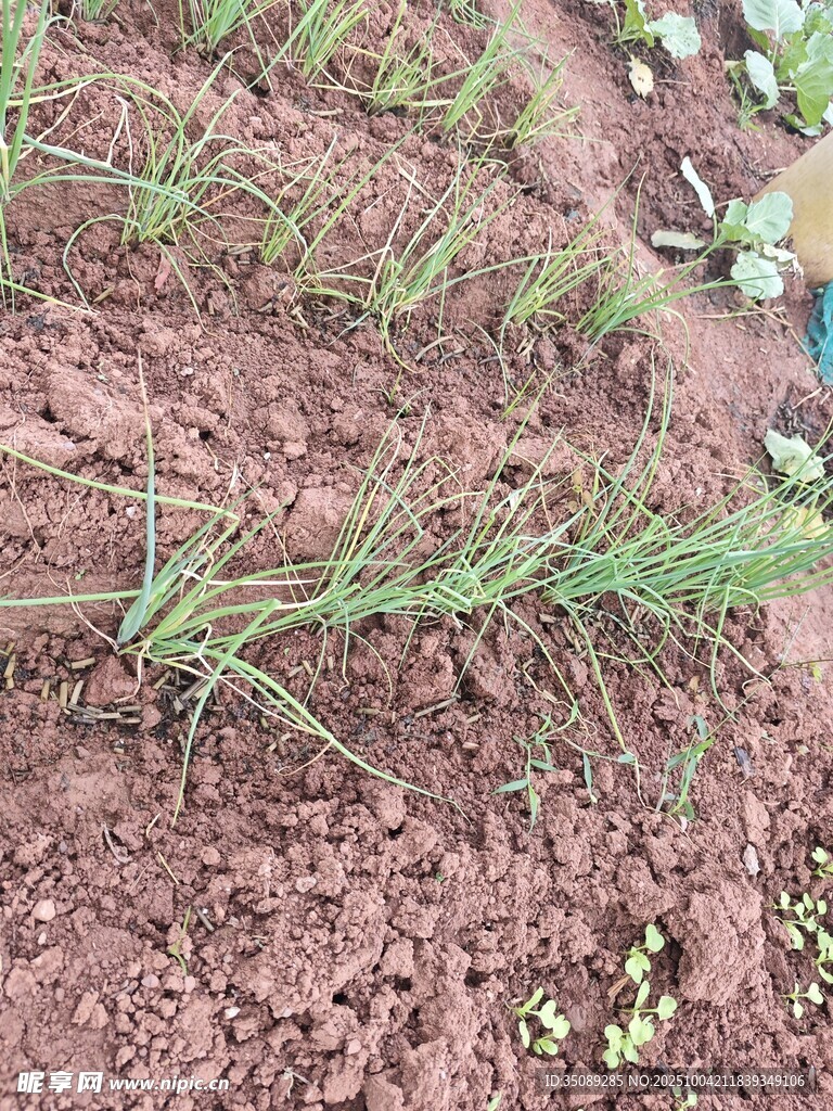 田间嫩绿葱苗破土而出