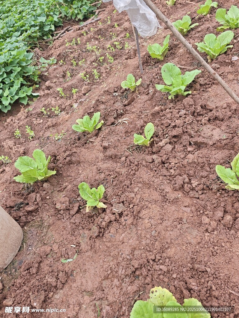 菜园里的嫩绿蔬菜幼苗
