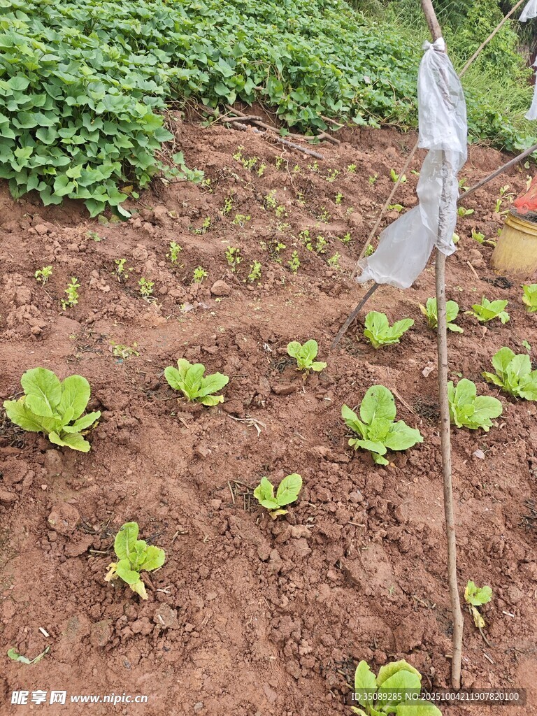 菜园中的嫩绿蔬菜幼苗