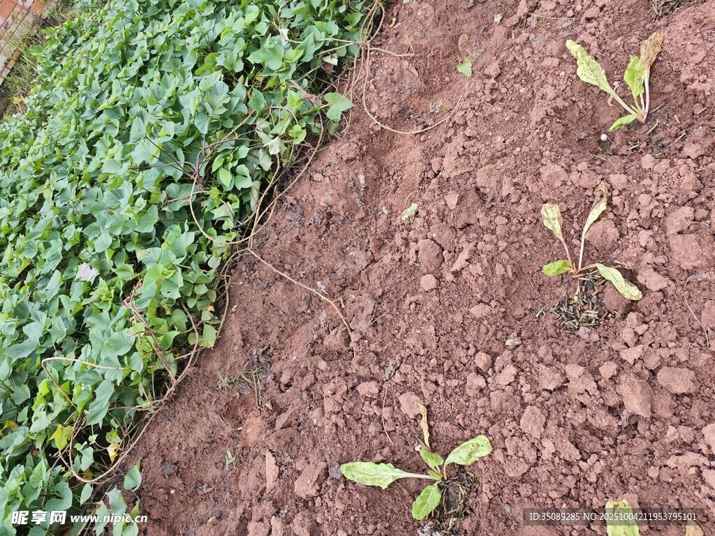 新植菜苗与茂盛绿植对比