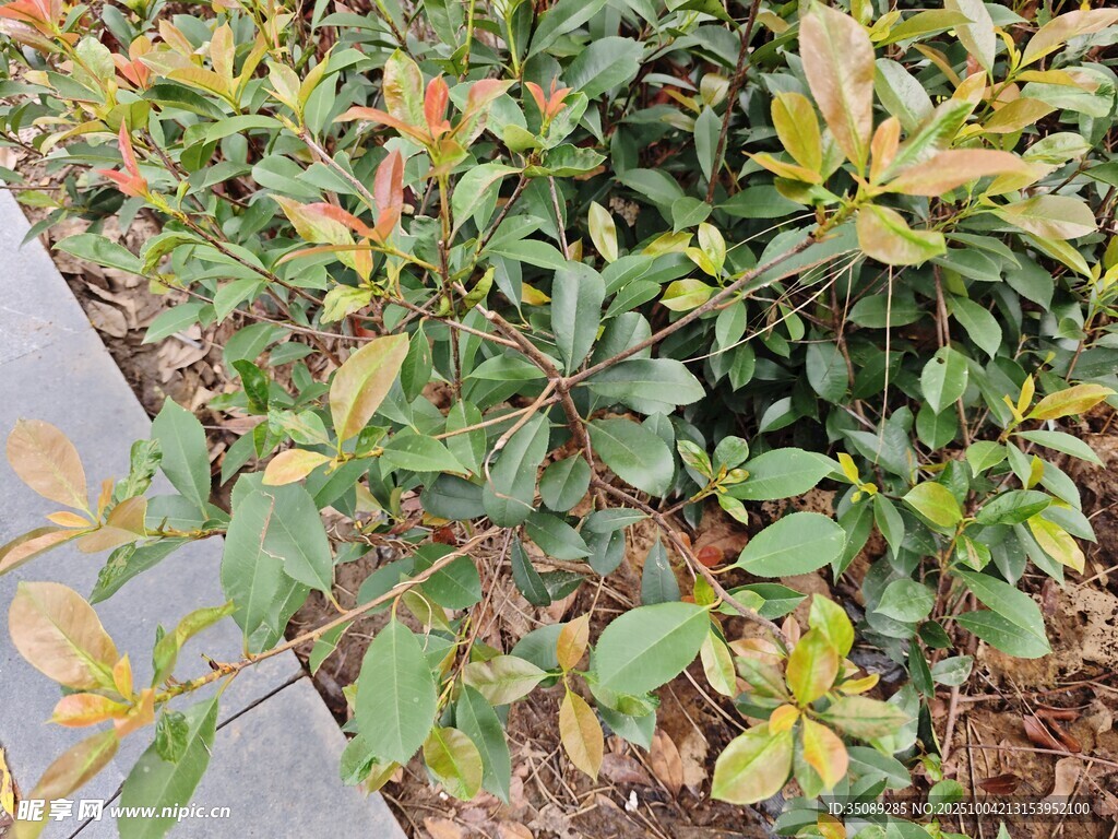绿叶植物景观