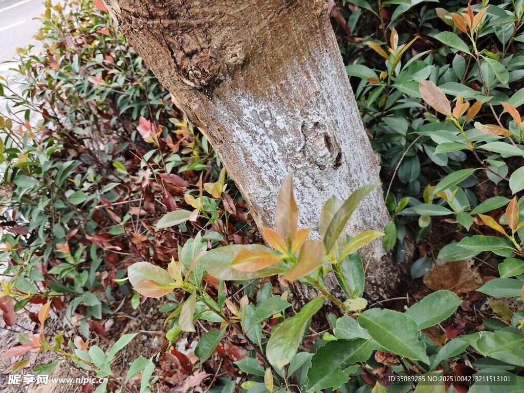 树干旁的繁茂绿植