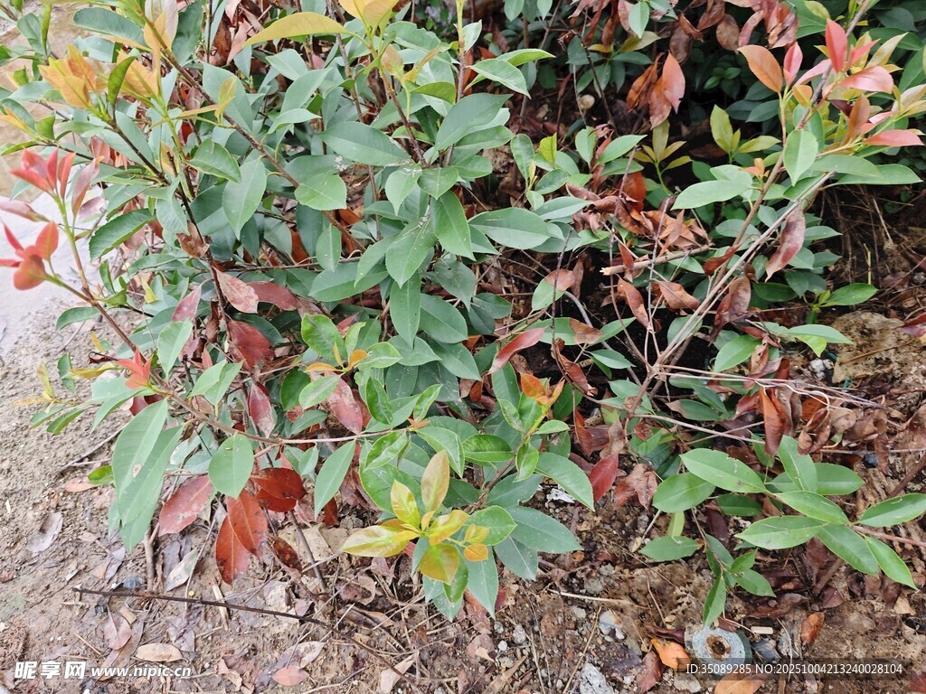 多彩叶片植物特写